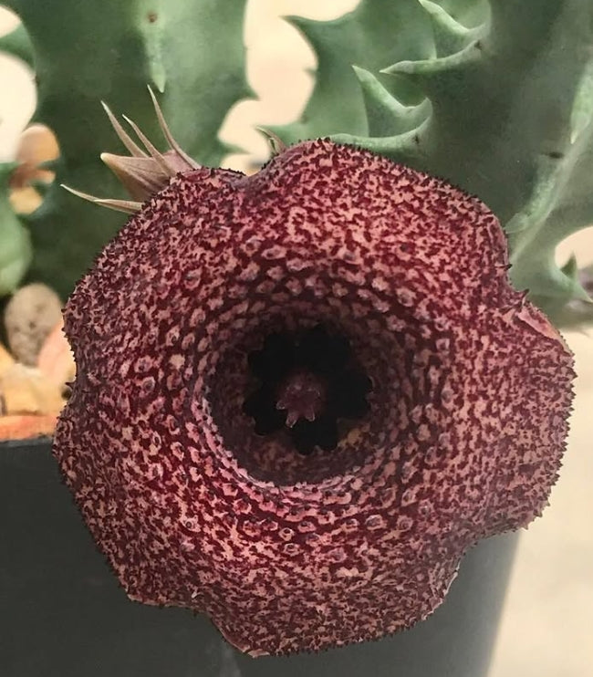 Huernia bronx cheer 5 Pieces Seeds