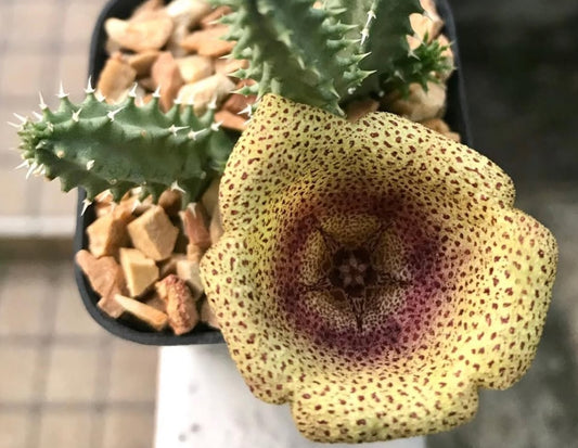 Tavaresia meintjesii 6 Pieces Seeds