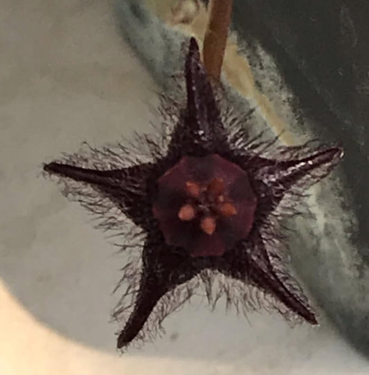 Duvalia aff elegans 5 Pieces Seeds