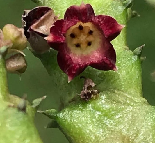 Baynesia lophophora 5 Pieces Seeds