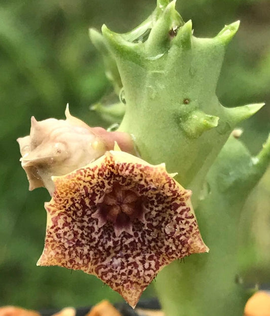 Orbea carnosa ssp. keithii 6 Pieces Seeds