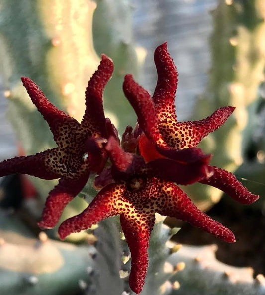 Caralluma tuberculata 6 Pieces Seeds