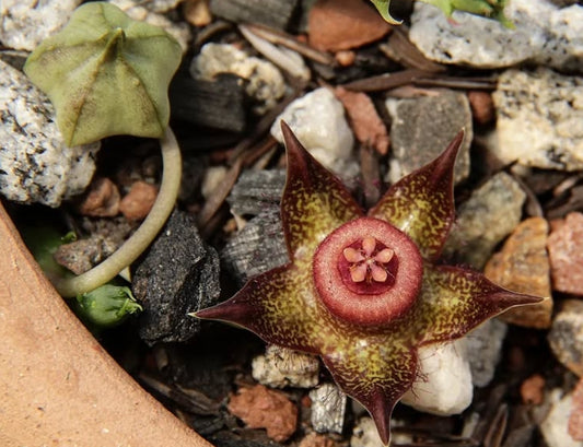 Duvalia polita 6 Pieces Seeds