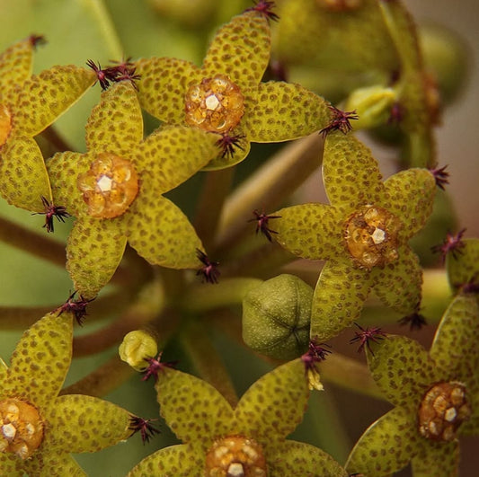 Caralluma penicillata 6 Pieces Seeds