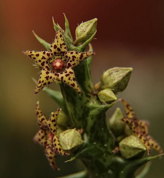 Orbea wilsonii 5 Pieces Seeds