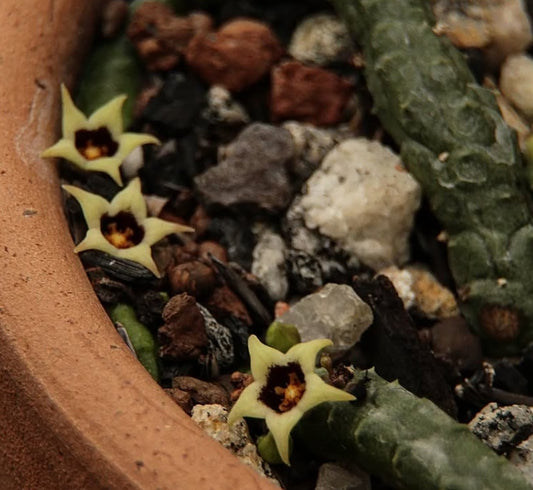 Ophionella arcuata subsp. mirkinii 5 Pieces Seeds