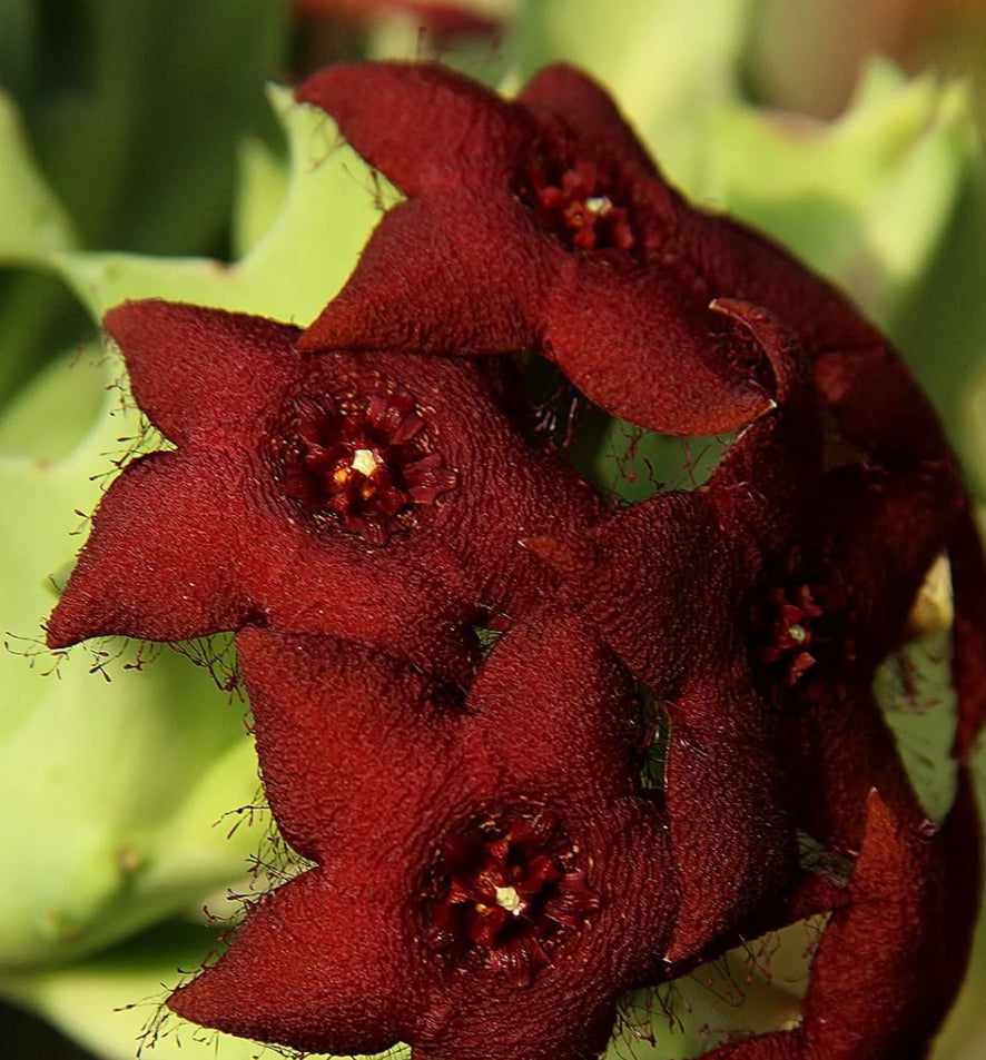 Orbea melanantha 10 Pieces Seeds