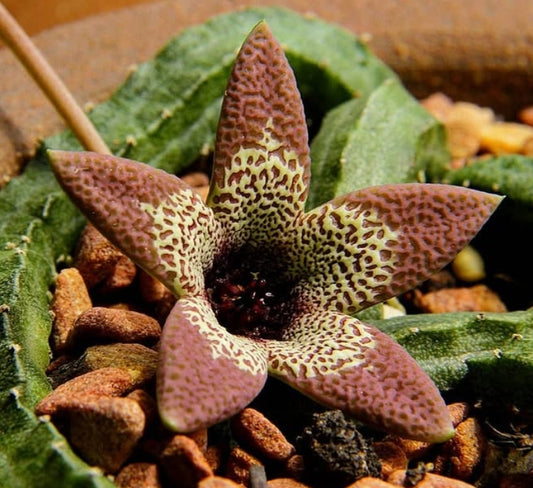 Tromotriche aperta 6 Pieces Seeds