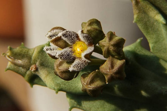 Apteranthes burchardii 5 Pieces Seeds
