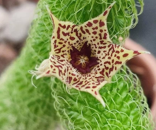 Stapelianthus Pilosus 5 Pieces Seeds