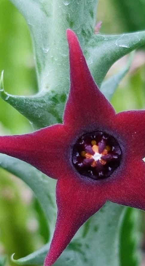Orbea Commutata 5 Pieces Seeds