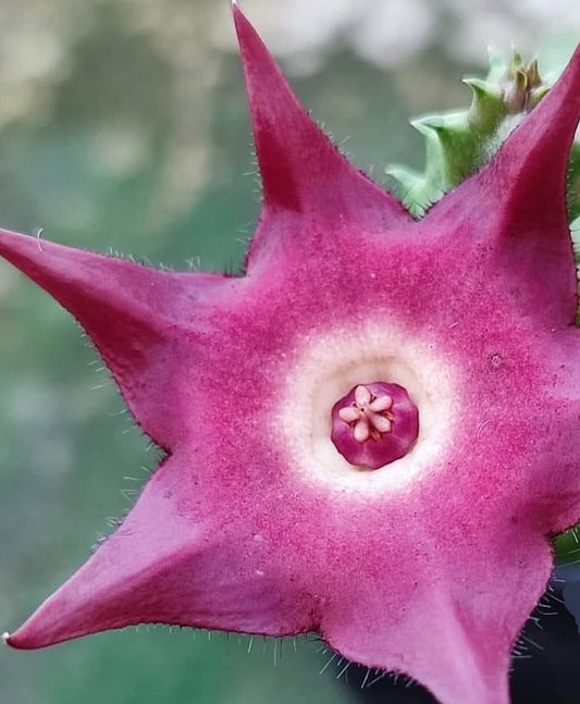 Huernia Raspberry Tart 5 Pieces Seeds