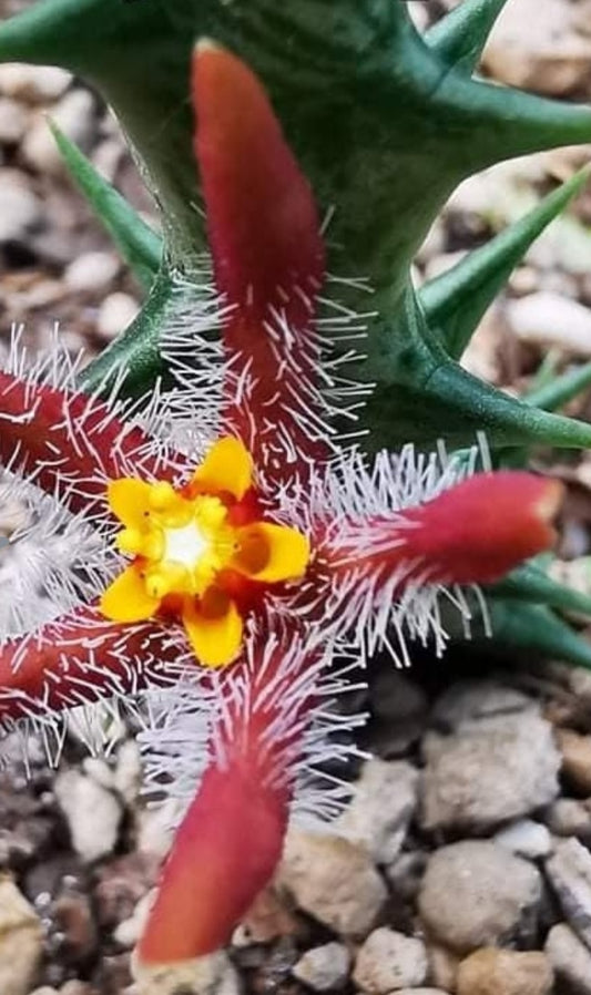 Orbea Chrysostephana 5 Pieces Seeds