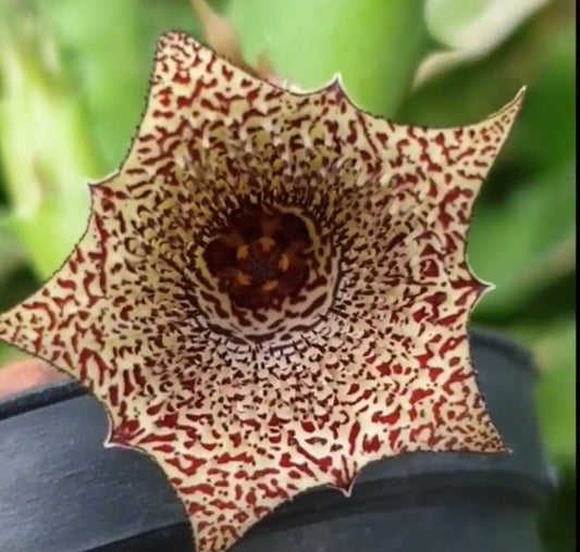 Huernia nigeriana 5 Pieces Seeds (Copy)