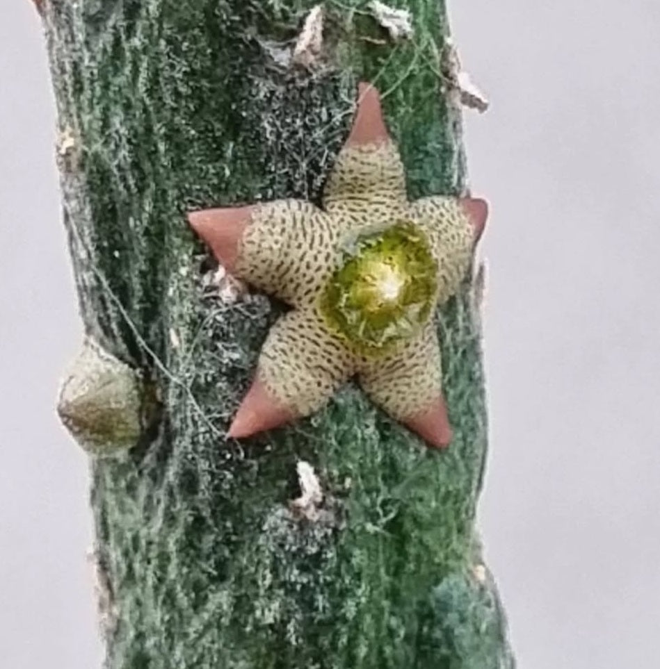 Rhytidocaulon Paradoxum 6 Pieces Seeds