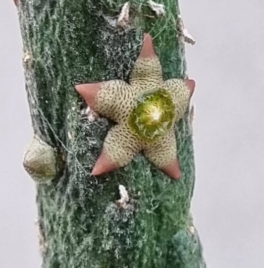 Rhytidocaulon Paradoxum 6 Pieces Seeds