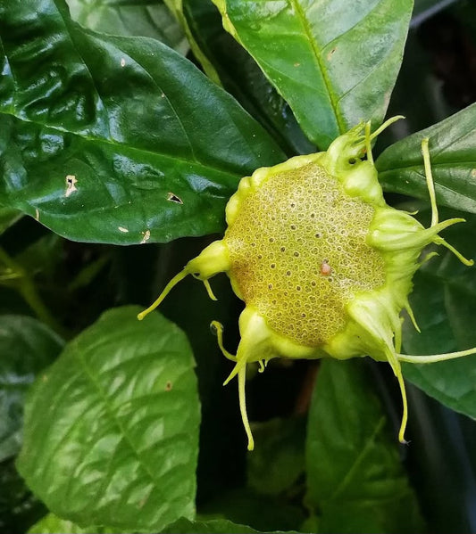 Dorstenia Barteri 6 Pieces Seeds