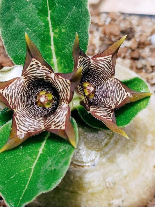 Brachystelma buchananii 6 Pieces Seeds