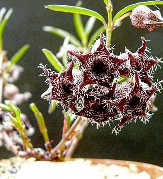 Brachystelma tuberosum 4 Pieces Seeds