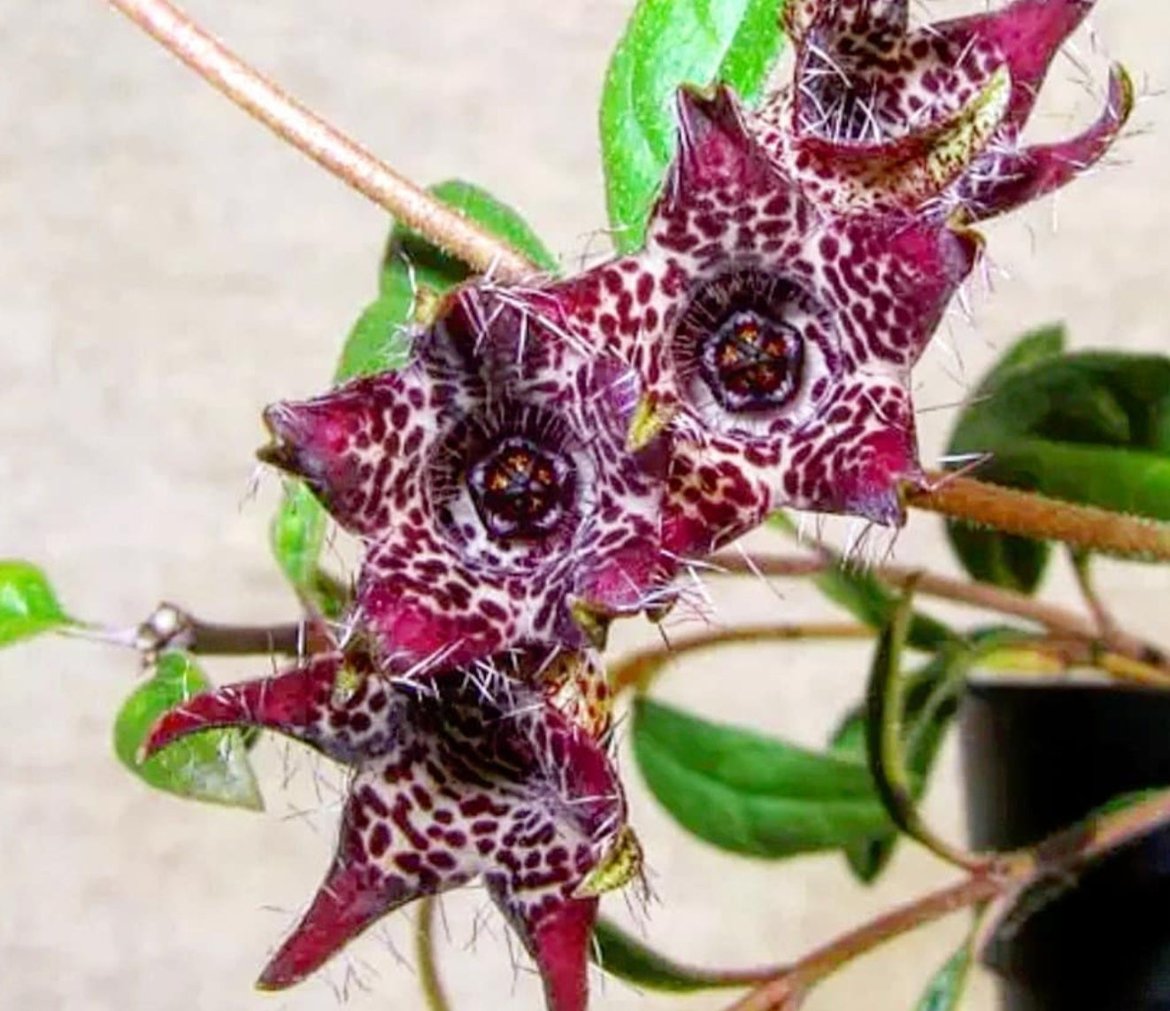 Brachystelma tuberosum 4 Pieces Seeds