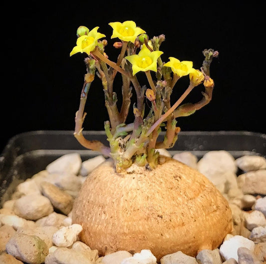 Brachystelma Caffrum 4 Pieces Seeds