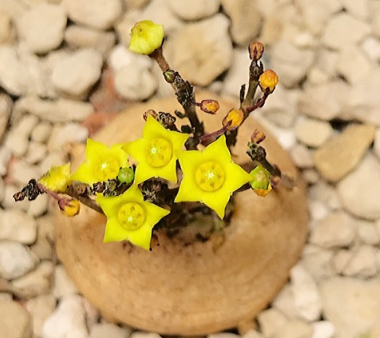 Brachystelma Caffrum 4 Pieces Seeds