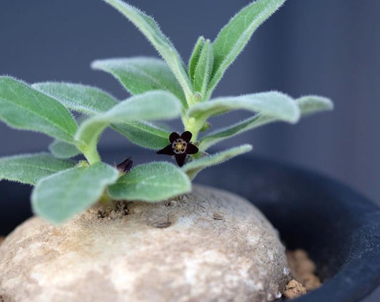 Brachystelma sp. Malawi  5 Pieces Seeds