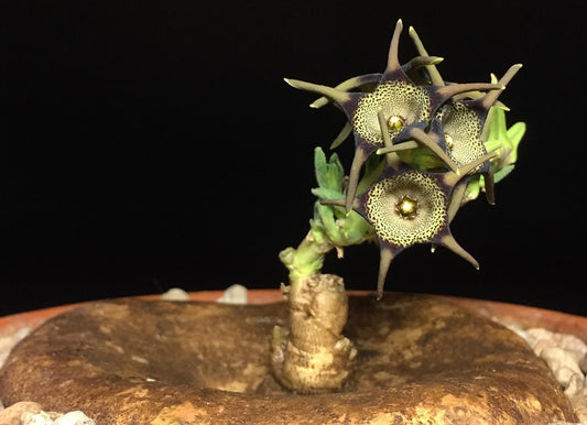 Brachystelma foetidum 4 Pieces Seeds