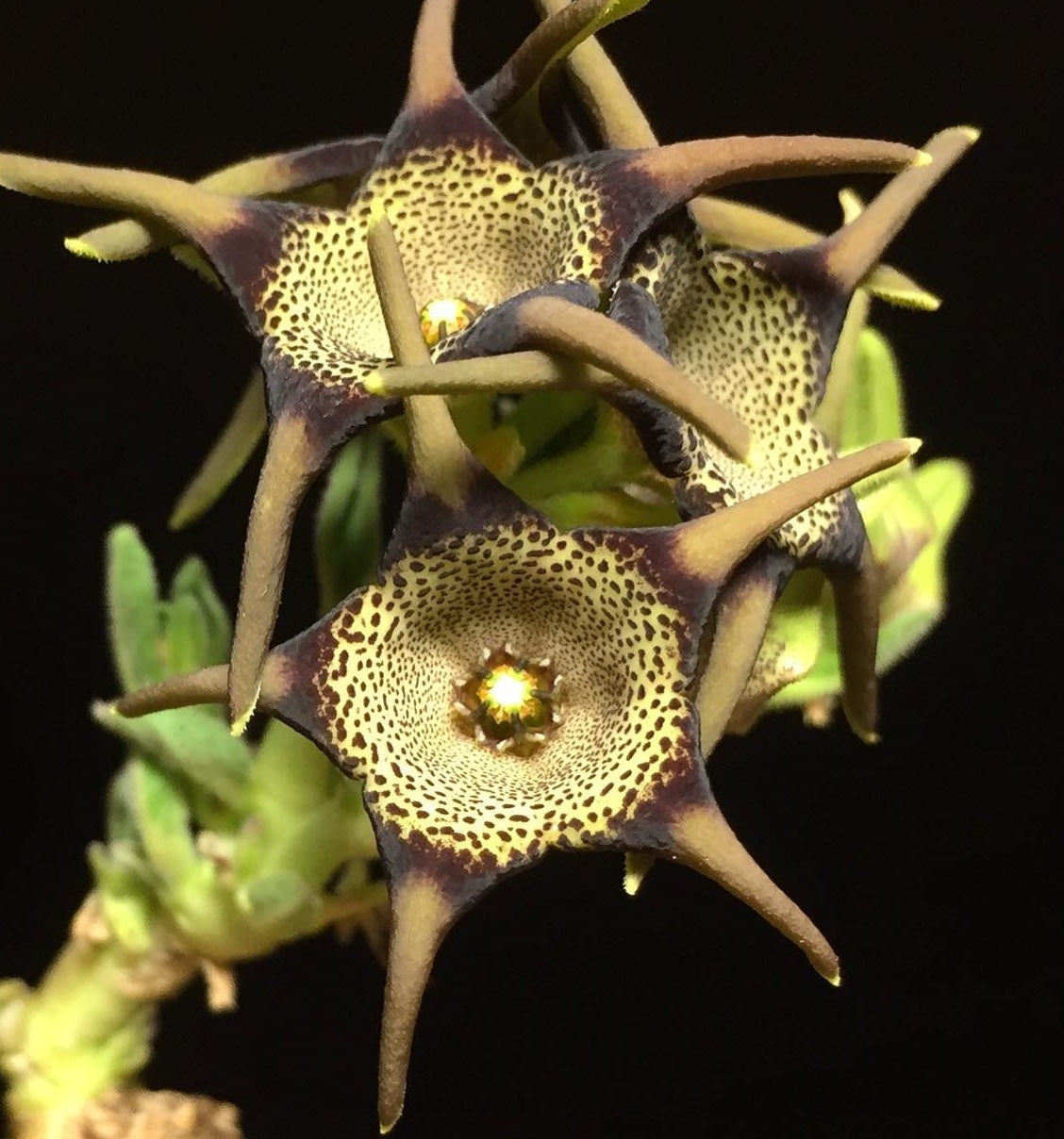 Brachystelma foetidum 4 Pieces Seeds