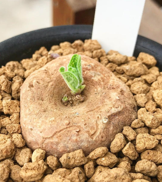 Brachystelma Maritae 4 Pieces Seeds