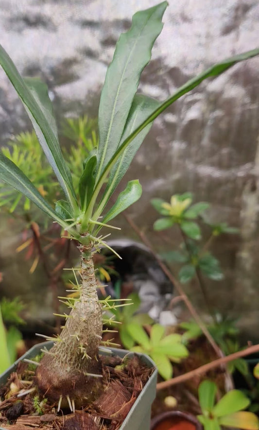 Anthorrhiza chrysacantha 6 Pieces Seeds
