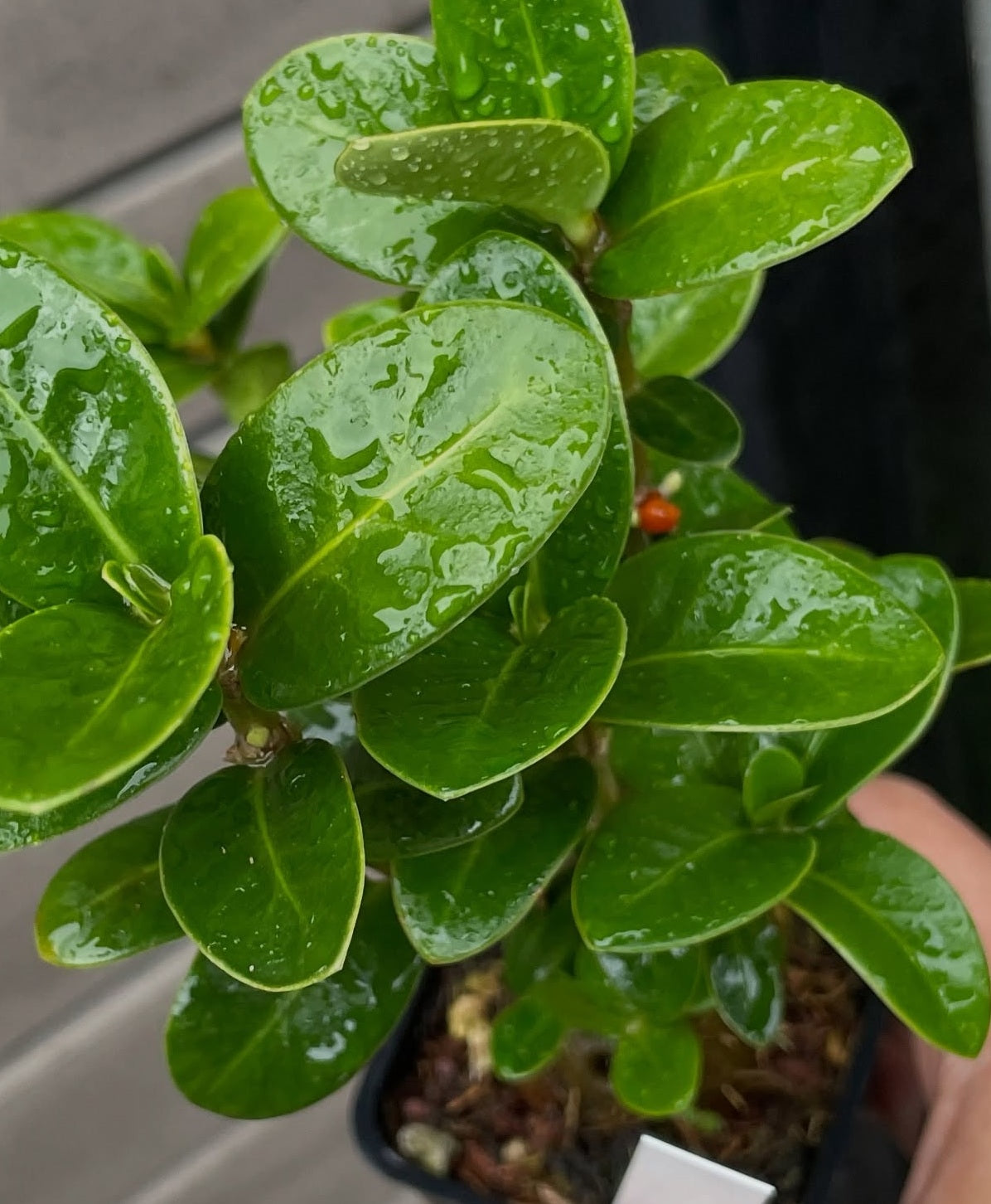 Hydnophytum hailans 5 Pieces Seeds