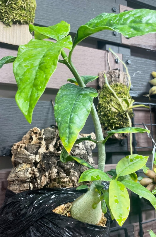 Hydnophytum radicans 4 Pieces Seeds