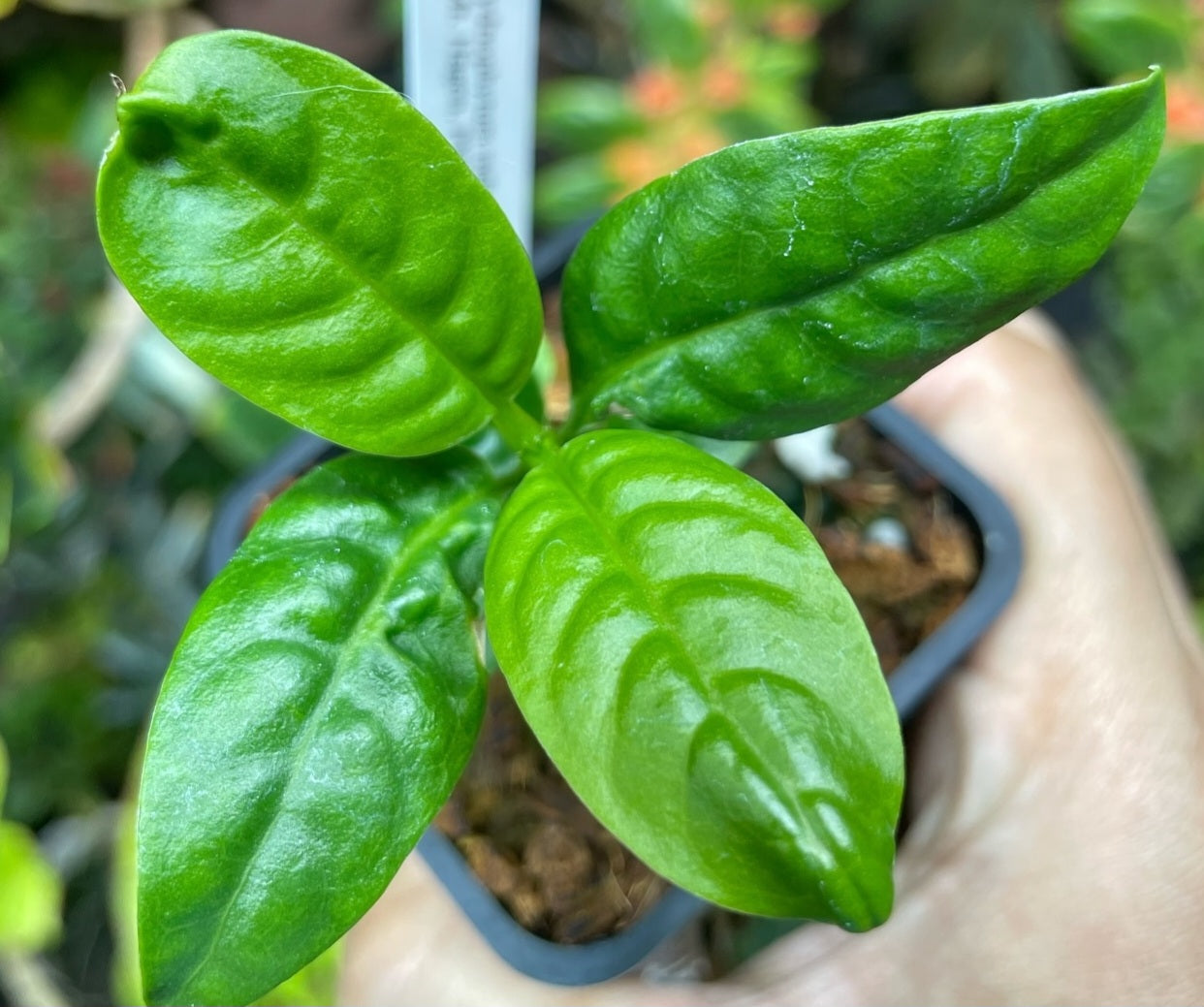 Hydnophytum radicans 4 Pieces Seeds