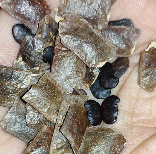 Dalbergia nigra ( Brazilian Rosewood ) 6 Pieces seeds
