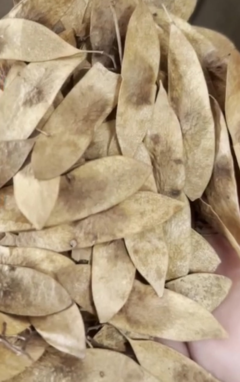 Dalbergia cearensis ( Kingwood ) 6 Pieces seeds