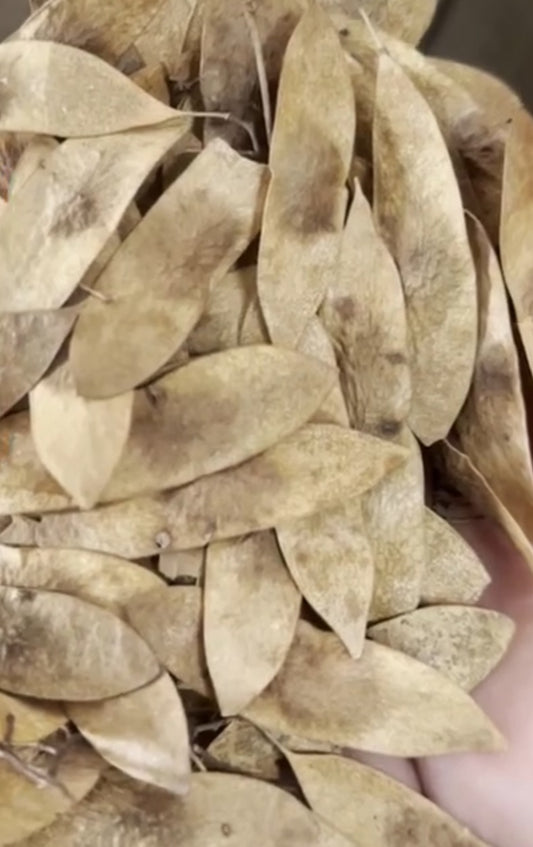 Dalbergia cearensis ( Kingwood ) 6 Pieces seeds