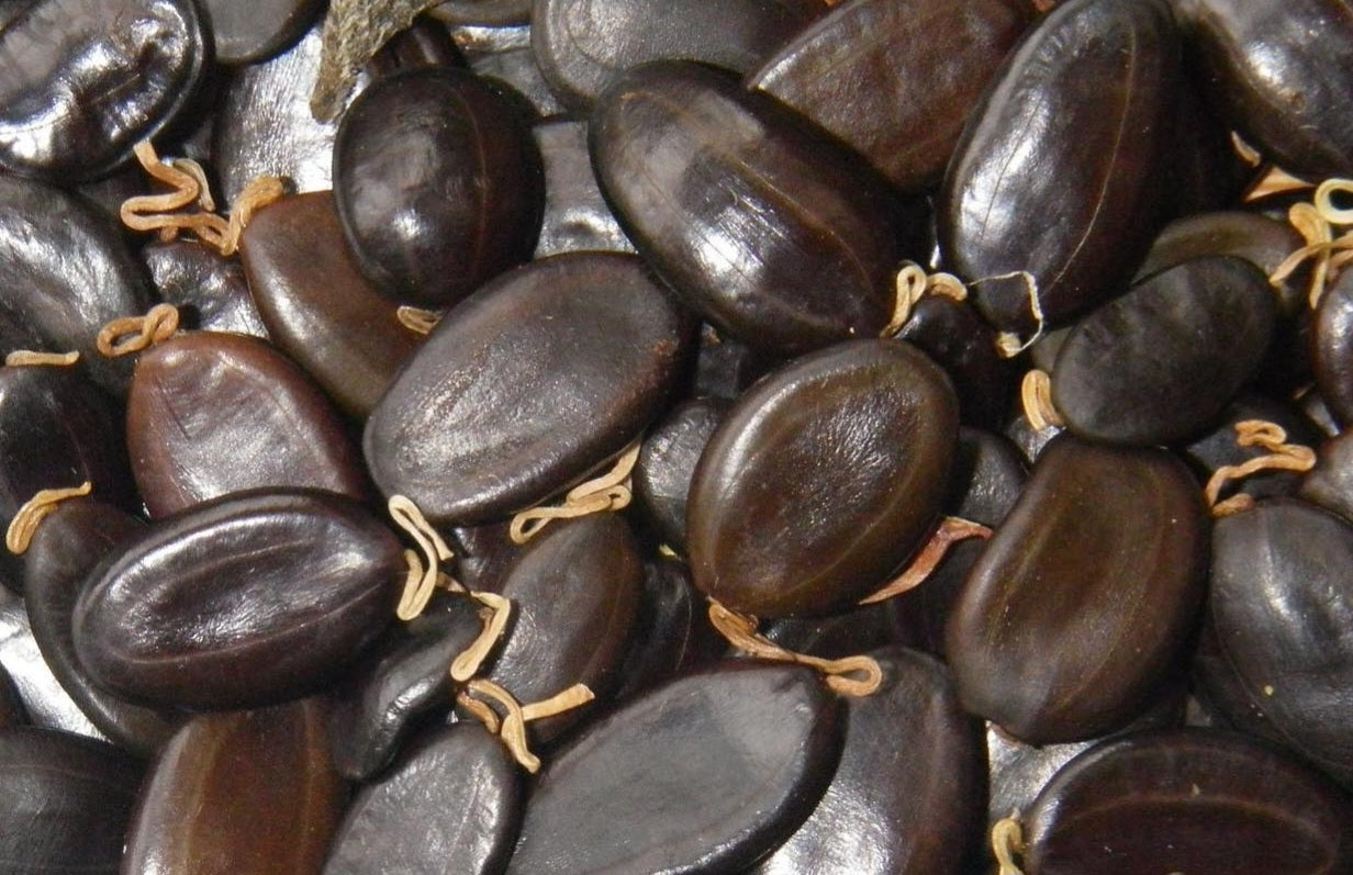 Acacia koa 6 Pieces seeds