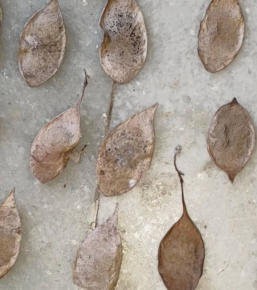 Dalbergia melanoxylon ( African Blackwood ) 5 Pieces seeds