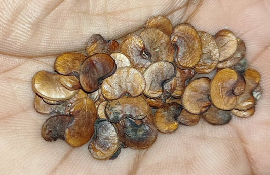 Dalbergia melanoxylon ( African Blackwood ) 5 Pieces seeds
