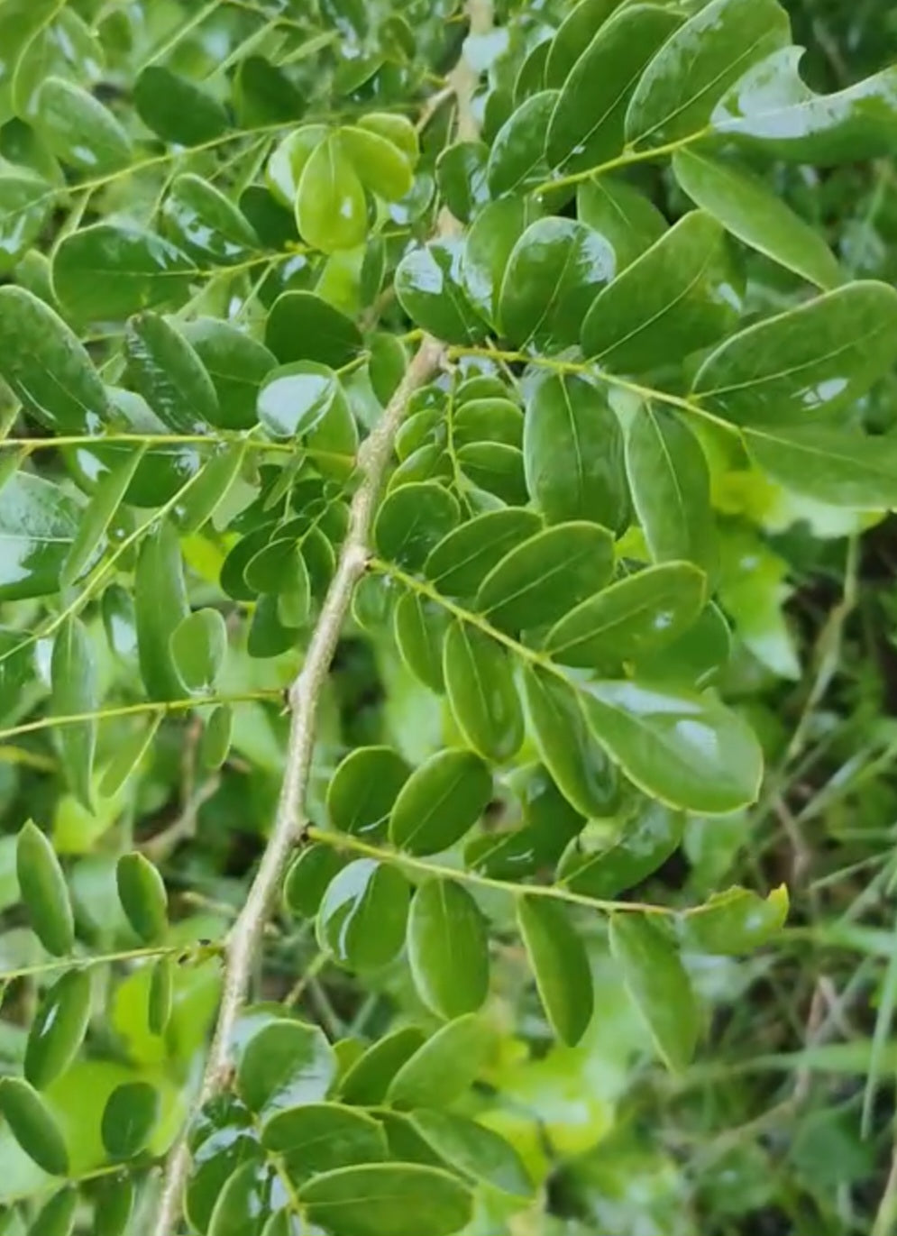 Dalbergia melanoxylon ( African Blackwood ) 5 Pieces seeds