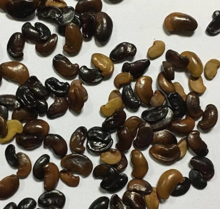 Dalbergia cochinchinensis ( Siamese rosewood ) 5 Pieces seeds