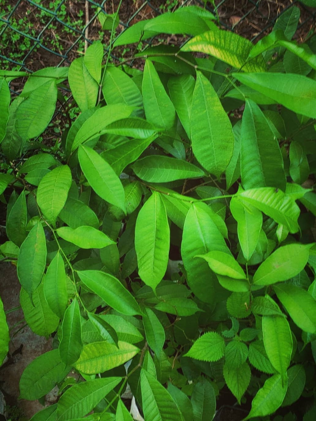 Brosimum guianense ( Snakewood ) 5 Pieces Seeds