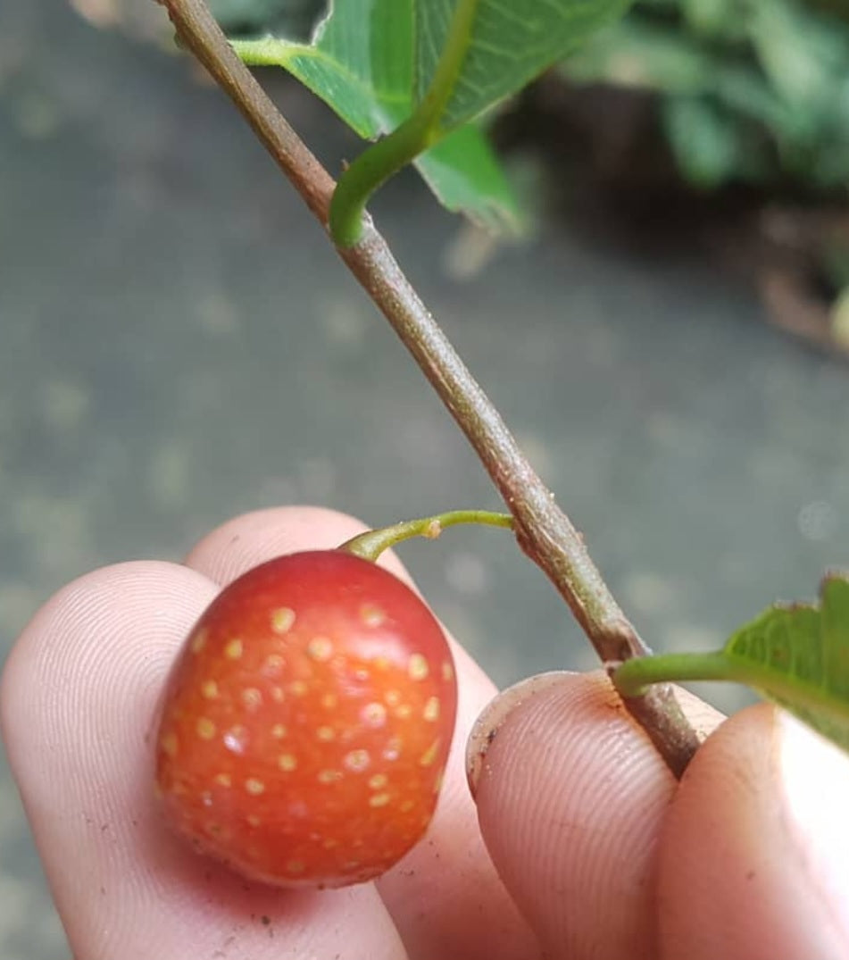 Brosimum guianense ( Snakewood ) 5 Pieces Seeds