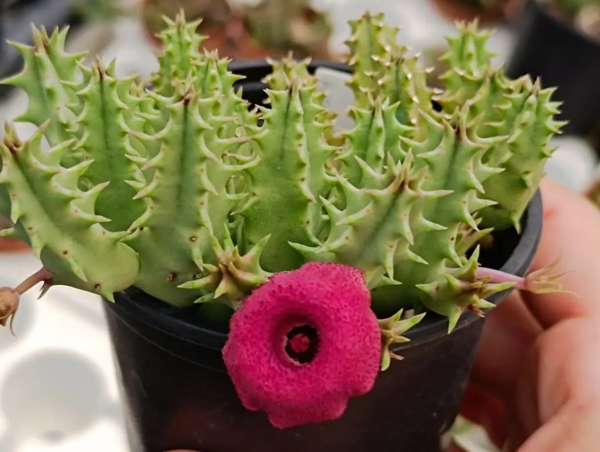 Huernia Pink Eye 6 Pieces Seeds