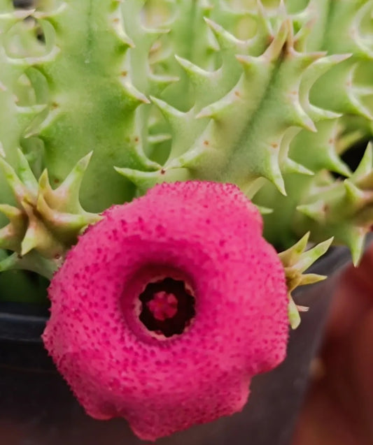 Huernia Pink Eye 6 Pieces Seeds
