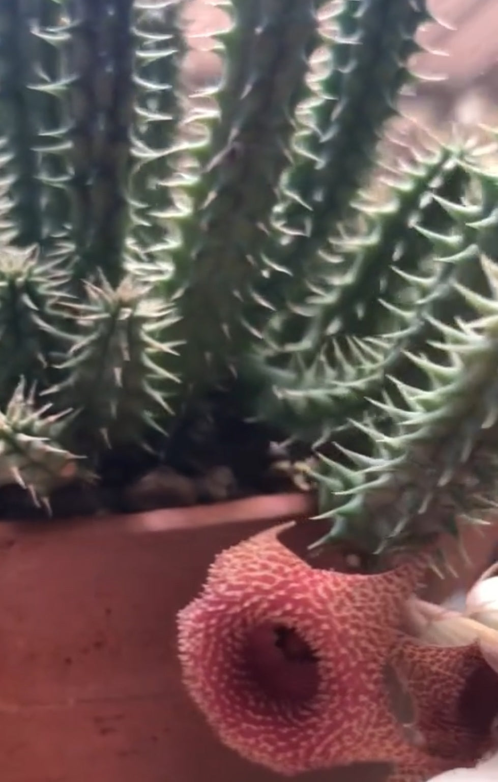 Huernia korat Sunrise 5 Pieces Seeds