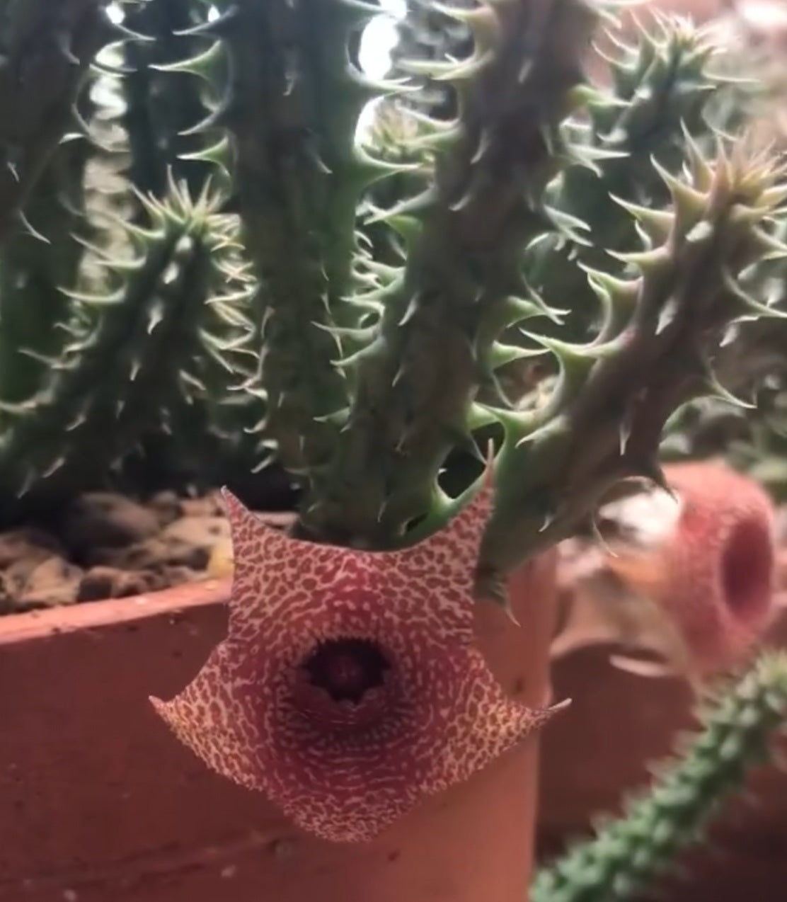 Huernia korat Sunrise 5 Pieces Seeds