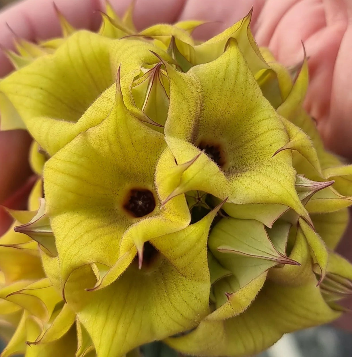 Hoodia parviflora Yellow 10 Pieces Seeds