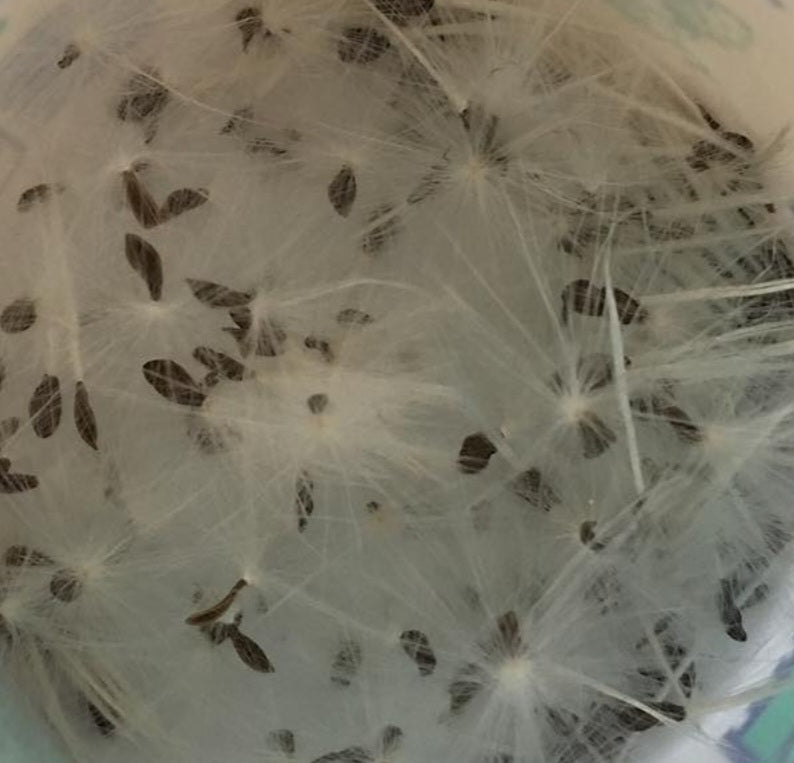 Hoodia parviflora Yellow 10 Pieces Seeds